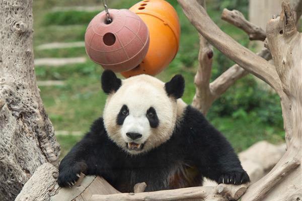 刺客信条英灵殿睡眠箭有什么用